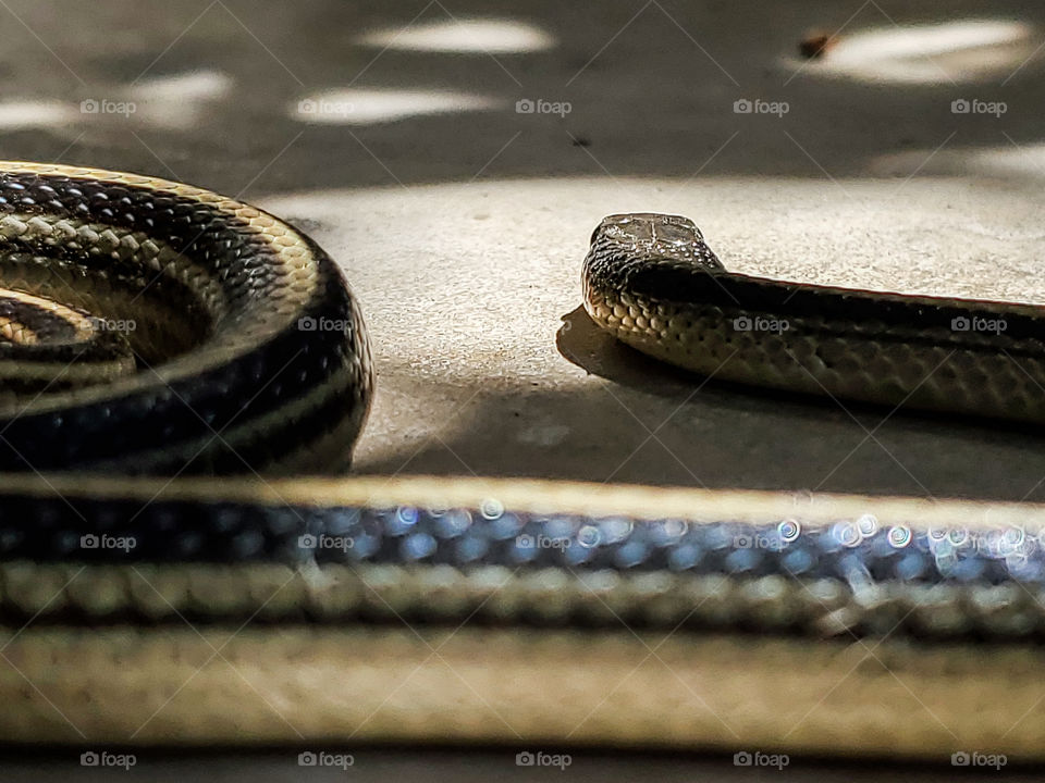 Garter snake in partial shade; perspective from behind the garter snake as it slithers away.