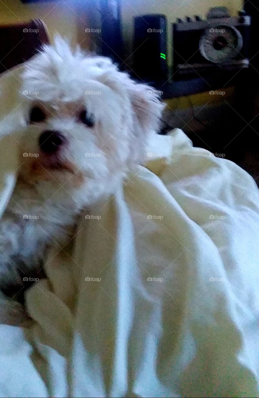 this blurry but funny I said "TREAT"her head popped out from under the sheet so fast I thought her neck would snap😄😂🤣