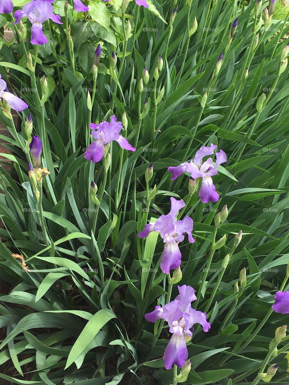 Beautiful flowers