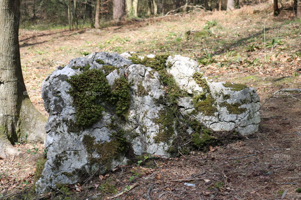 Stone, Nature, Tree, No Person, Outdoors