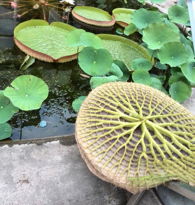 Hortus Botanicus, Amsterdam