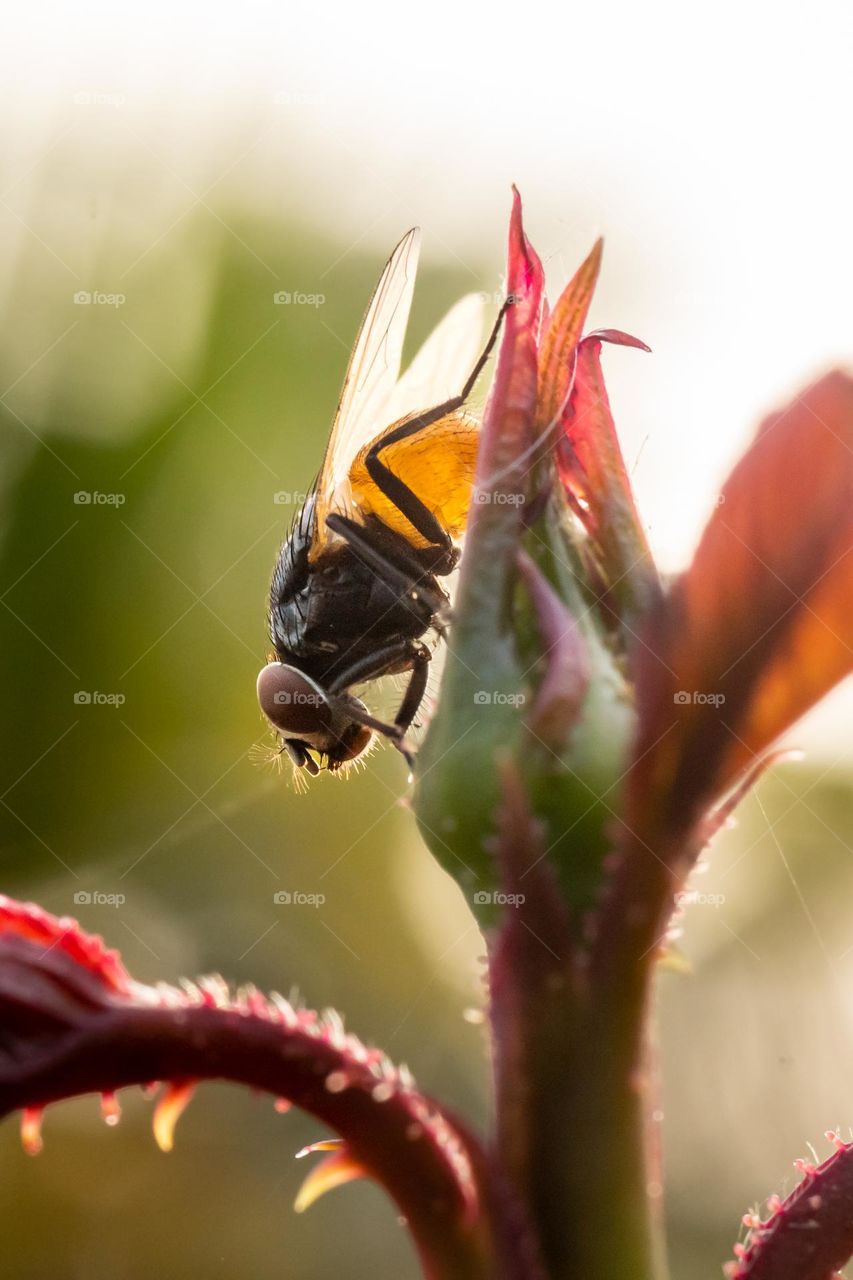 Beautiful housefly