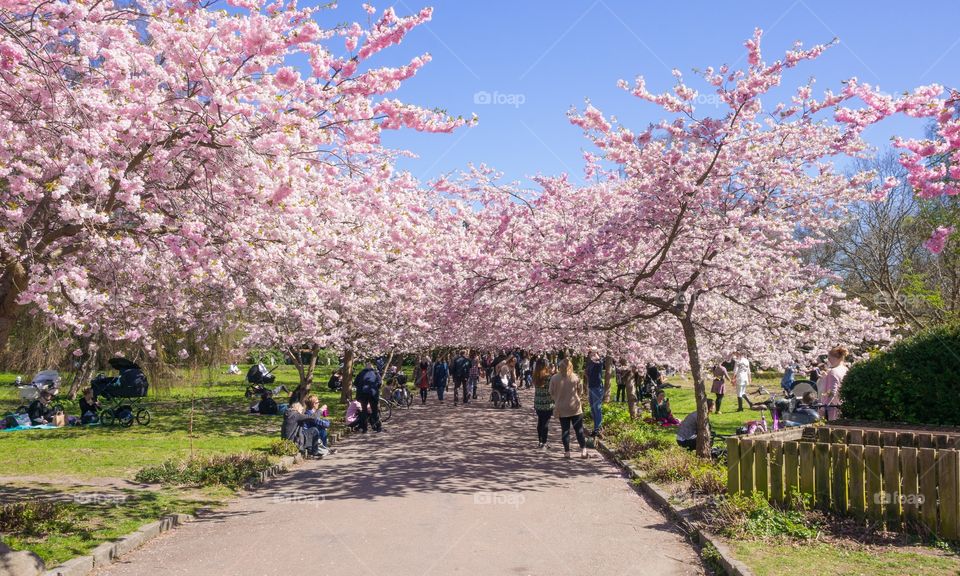 Pink park