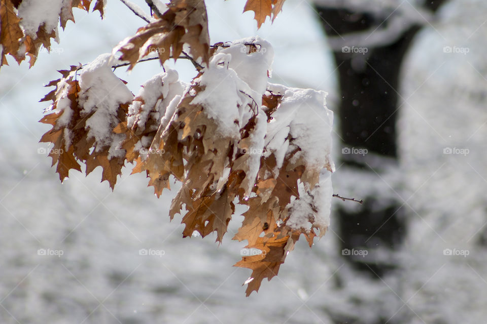 Dry leaves cover in snow