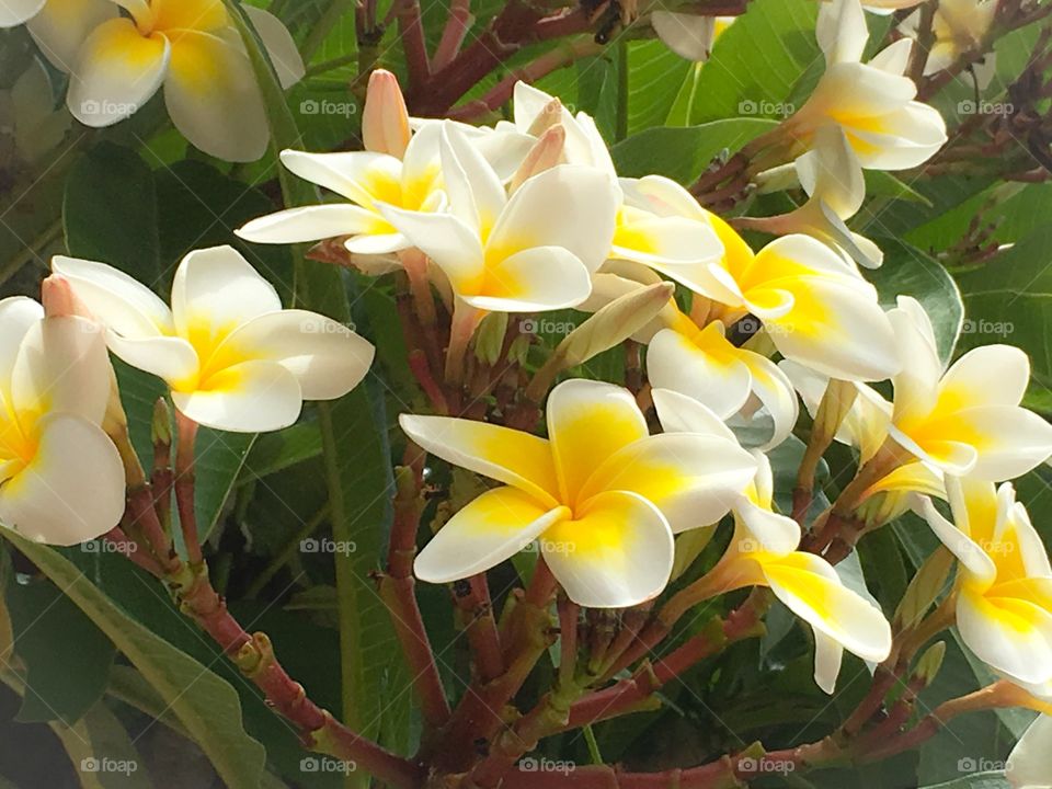 Frangipani flowers on bush