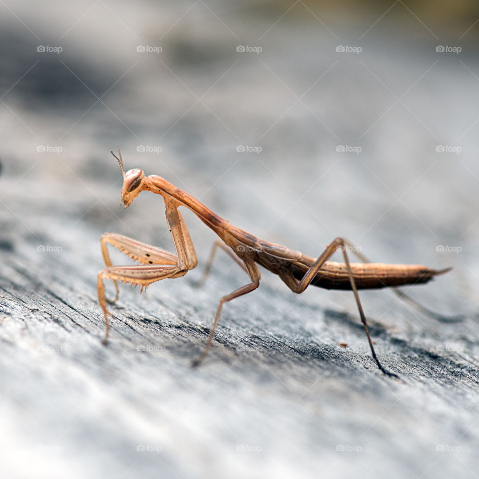Baby mantis sitting on old wooden table