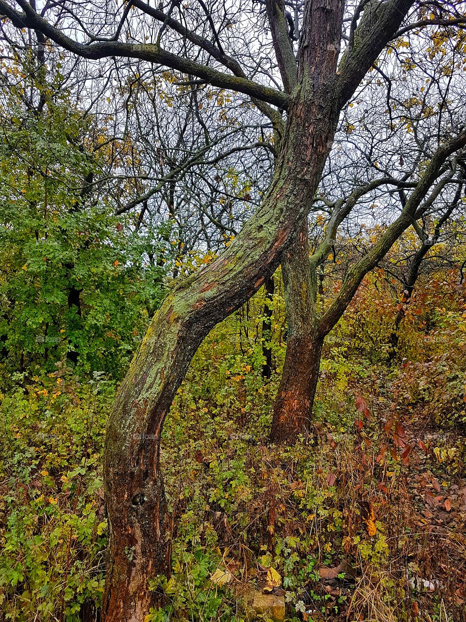 IOR Park in Autumn.