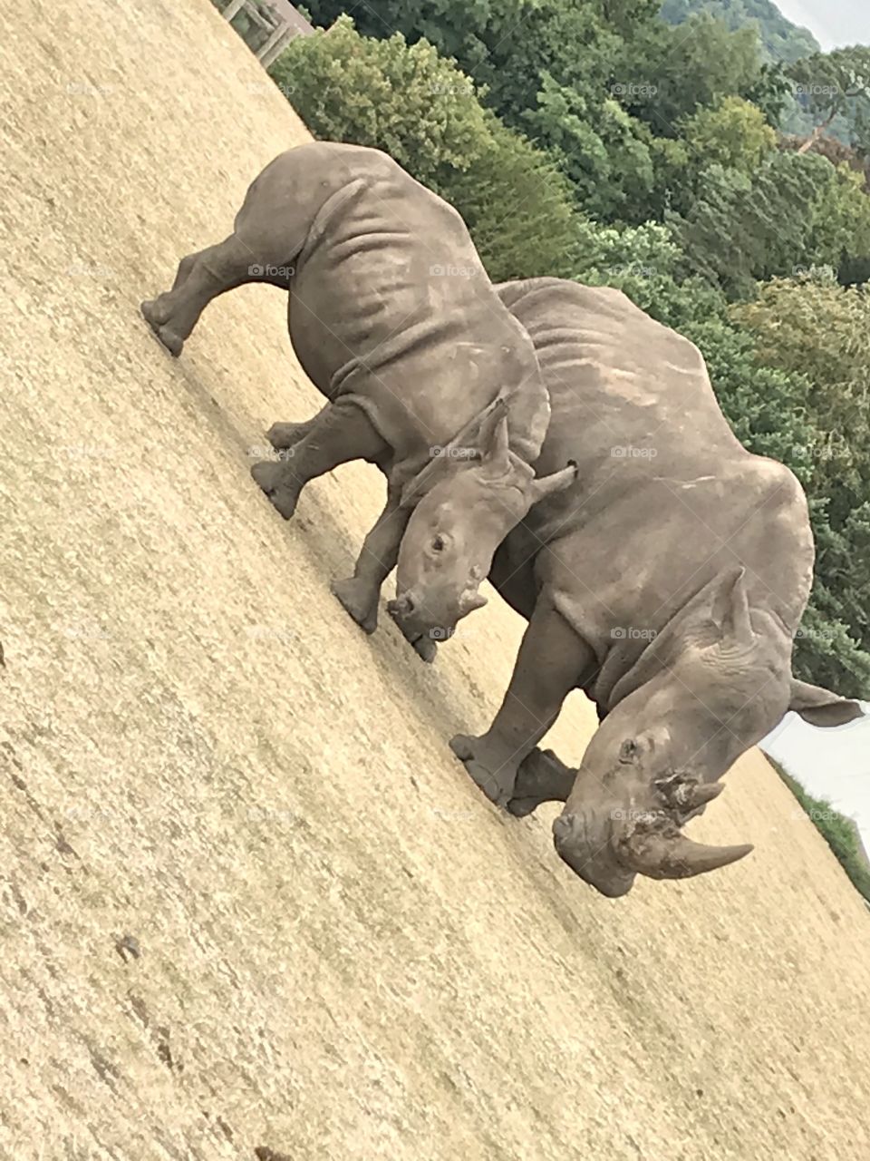 Rhino Walking. Cute 