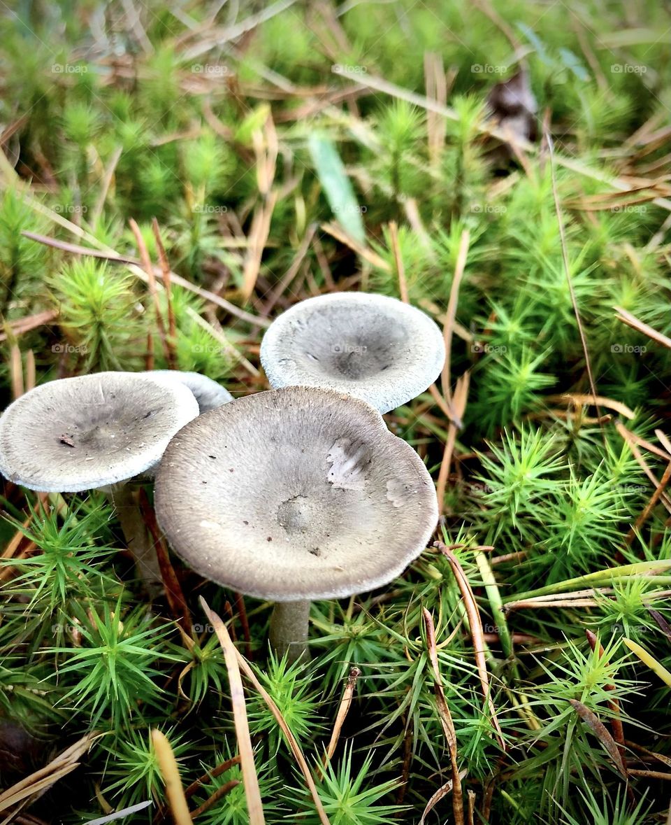 Low angle closeup of wild mushrooms growing in a bed of springy green moss, strewn with pine needles.