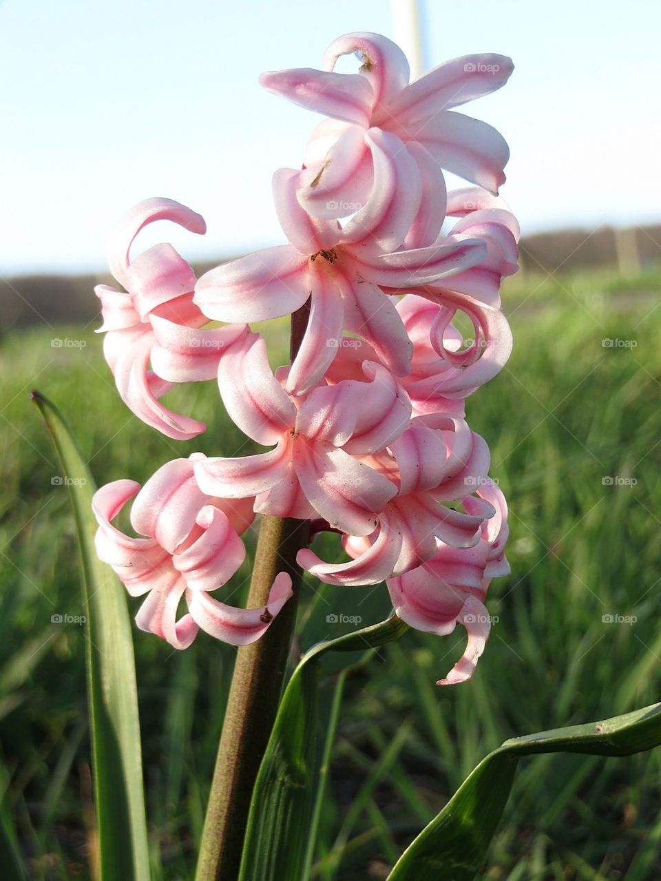 Pink hyacinth in bloom