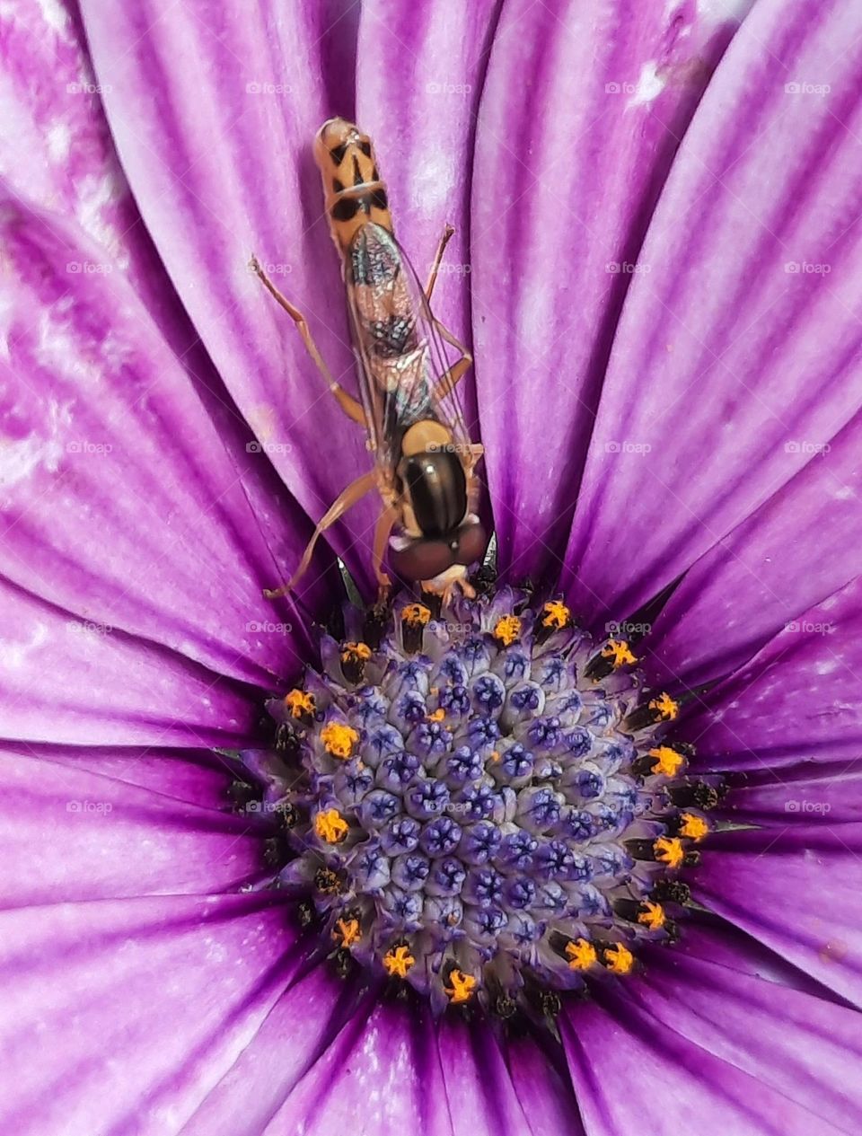 macro of osteospermum with little wasp