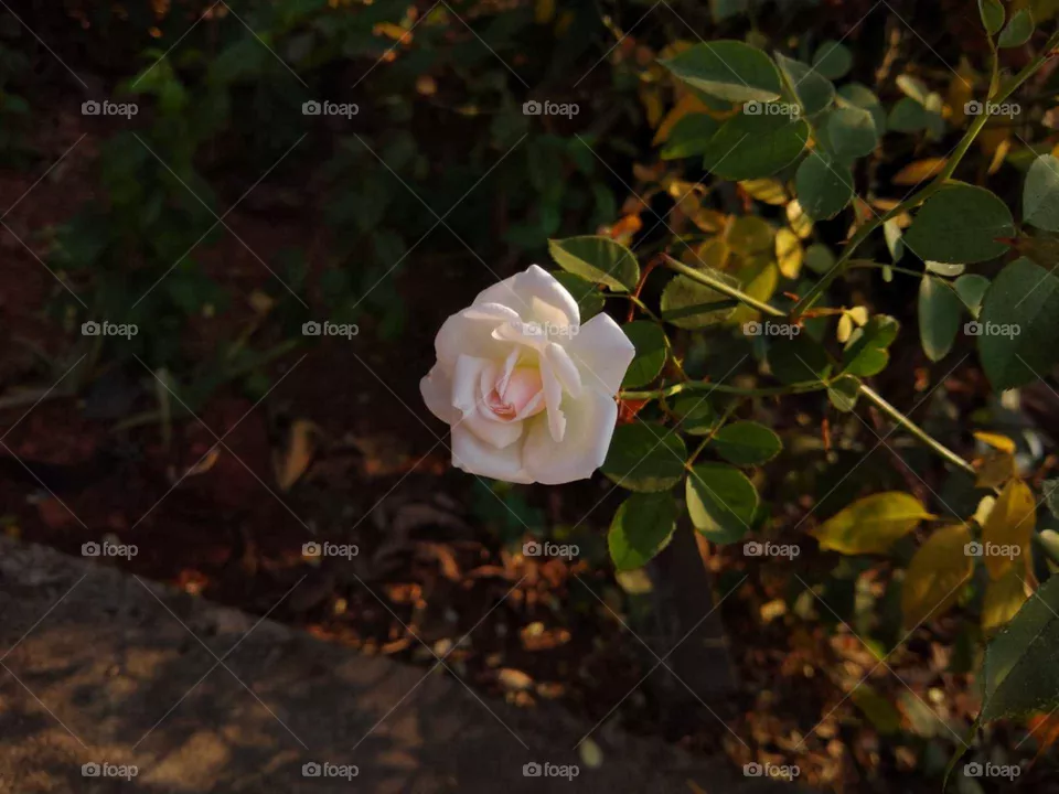 Rose
White Rose
Flower of love 
Beautiful and sunkissed