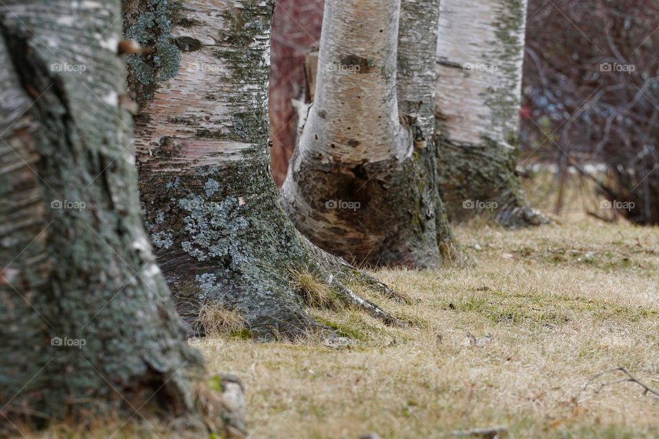 Birch trees