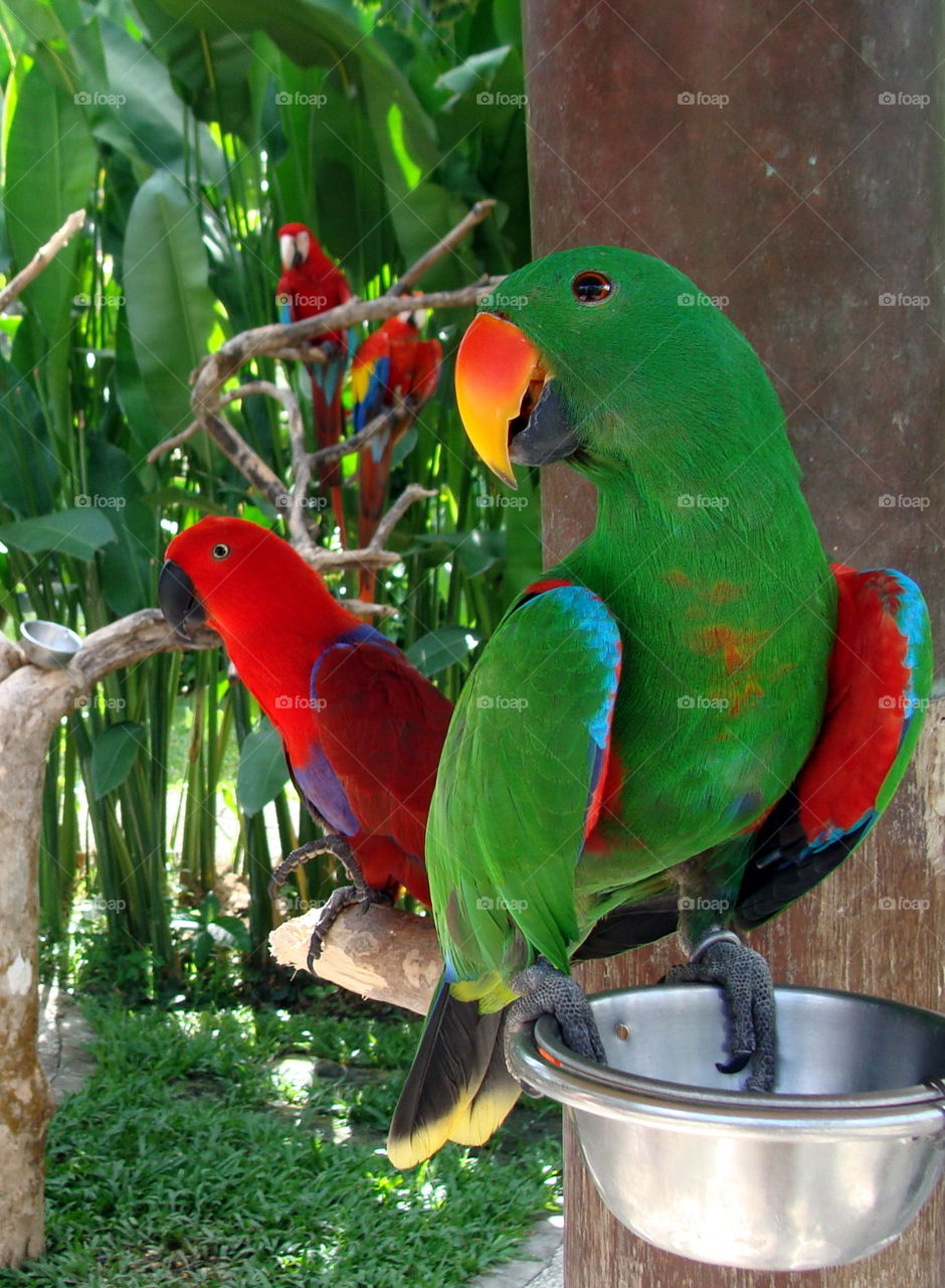 Parrots