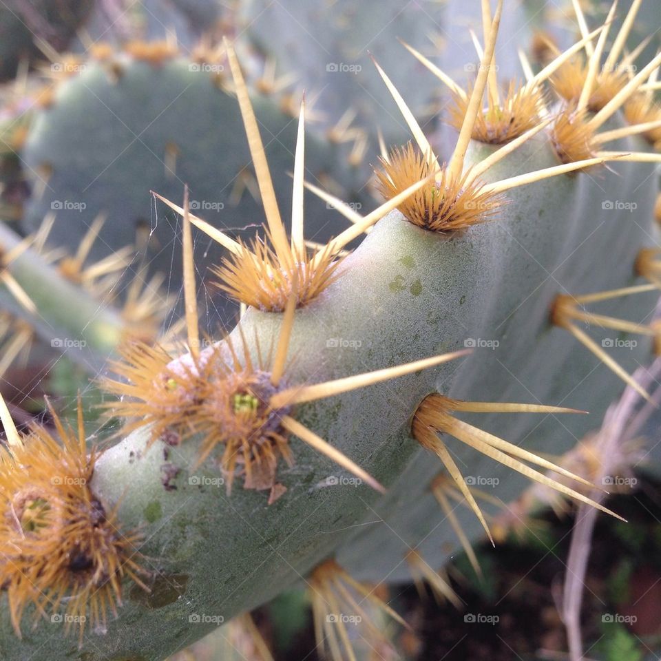 Cactus needles 