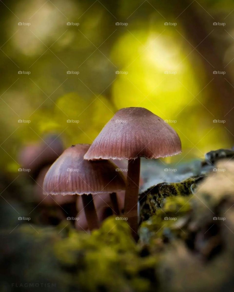 mushroom