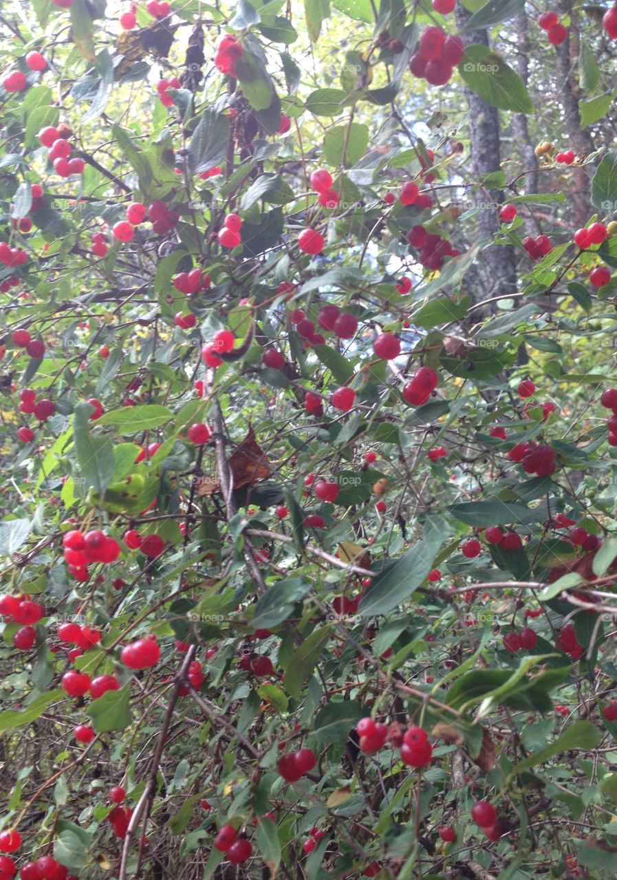 Red berry bush