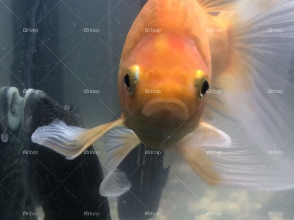 Pet goldfish