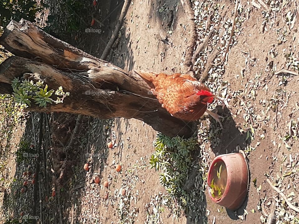 hen