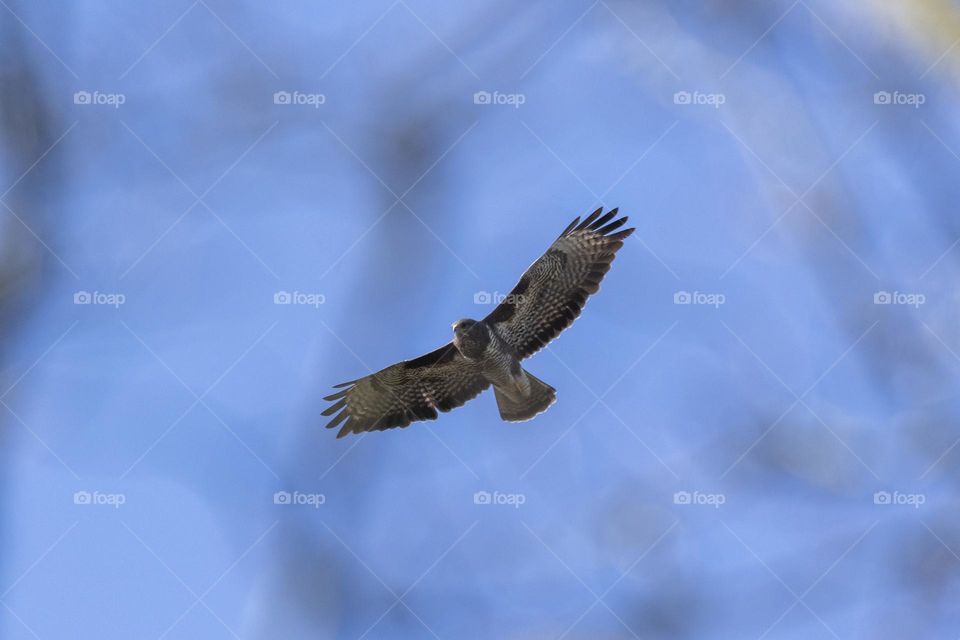 a portrait of a flying buzzard shot through the branches of some trees of a forest. the bird of prey is scouting for something to catch.