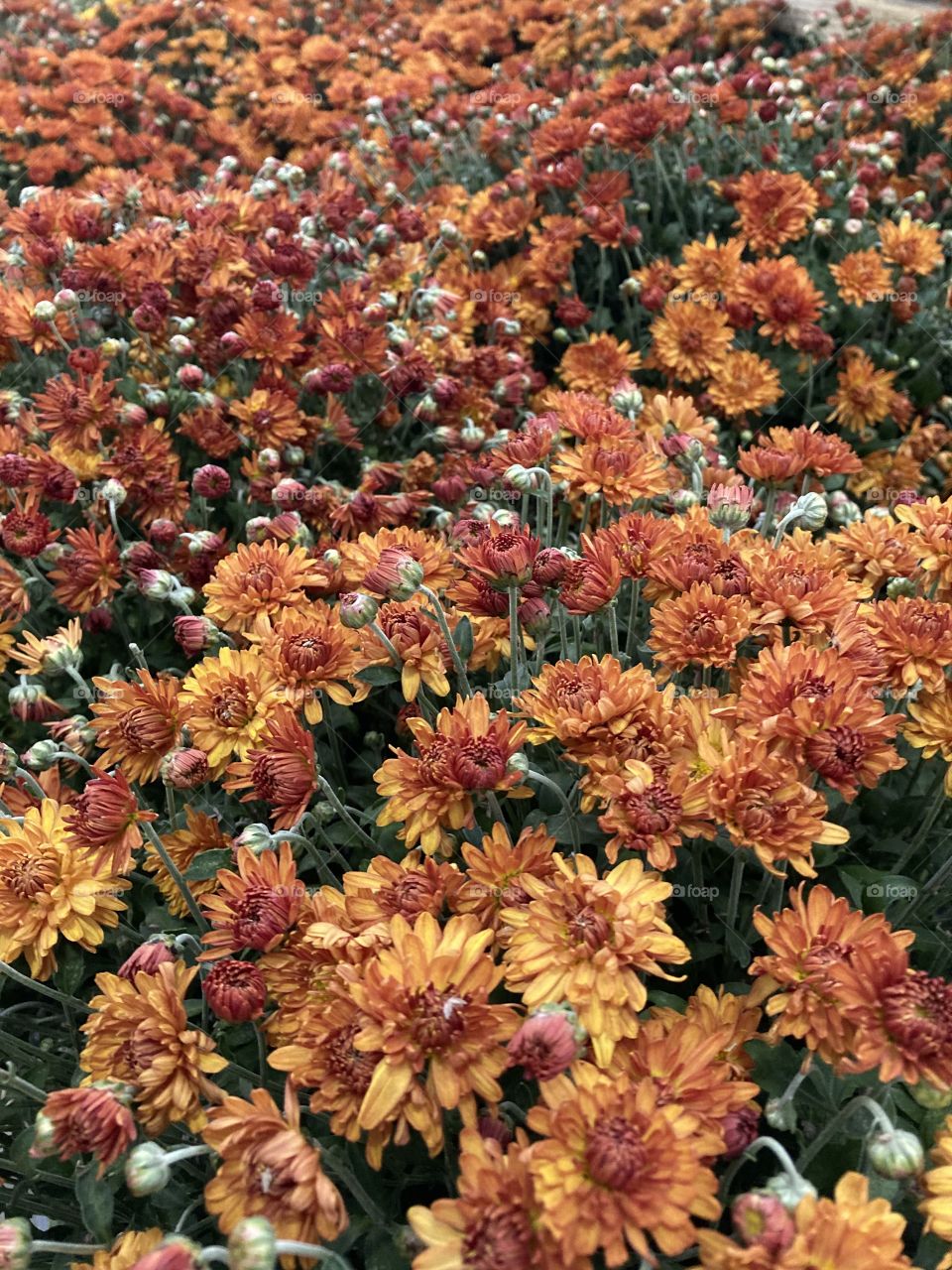 A big group of orange and white flowers