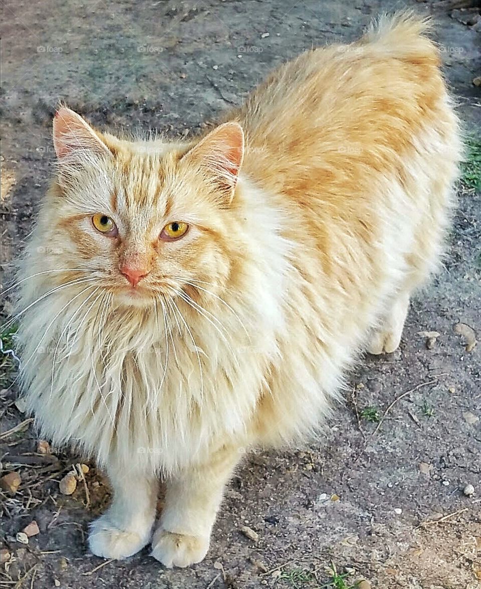 orange tabby Japanese bobtail cat