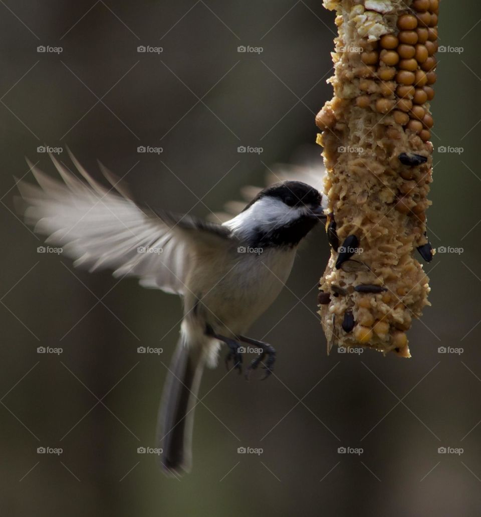 A Chickadee’s morning snack