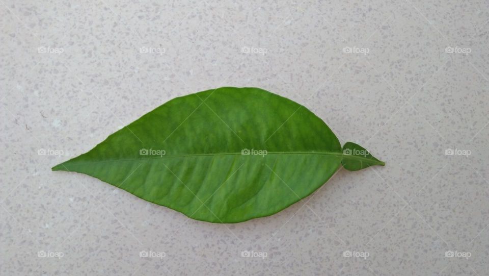 Beautiful green leaf of tree on ceramic.