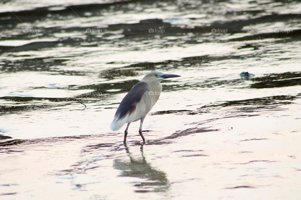 pond heron