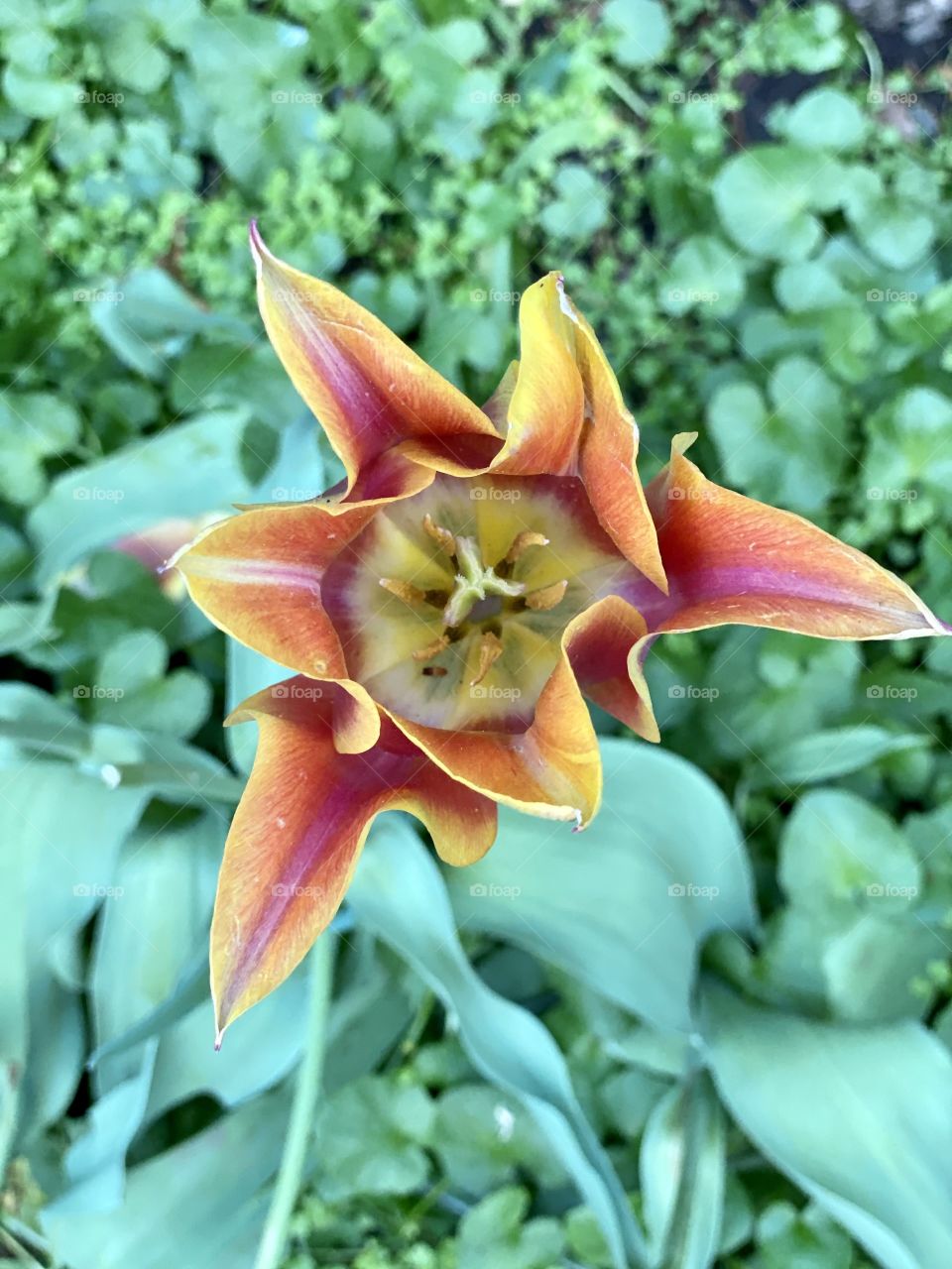 Blossoms of didier’s tulip in the garden during spring time. Yellow, orange, green. 