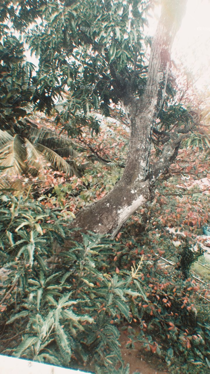 nice view of giant tree in the evening