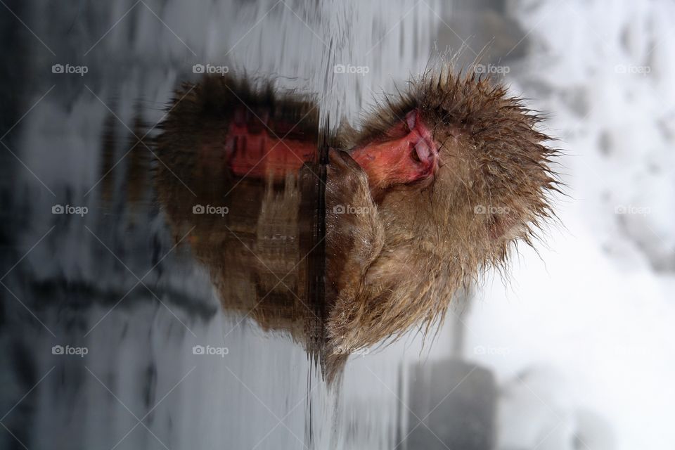 Japanese Snow Monkey Heart Reflection . Japanese Snow Monkey Heart Reflection 