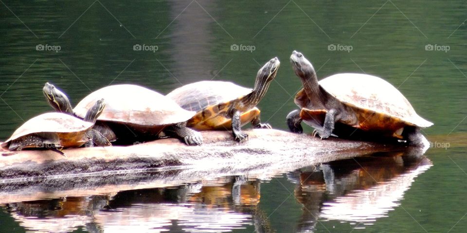 Turtle kiss. Turtles on a log in a lake