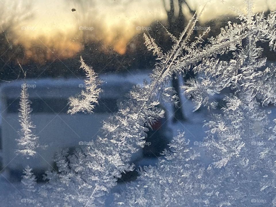 Tiny, frozen fractals  on a window