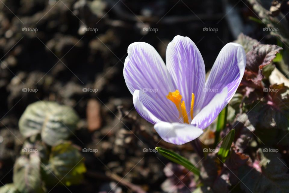 crocus flower spring beautiful nature