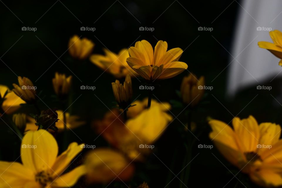 Yellow flowers stand out from the darkness.