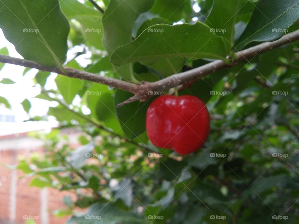 Exotic Fruit