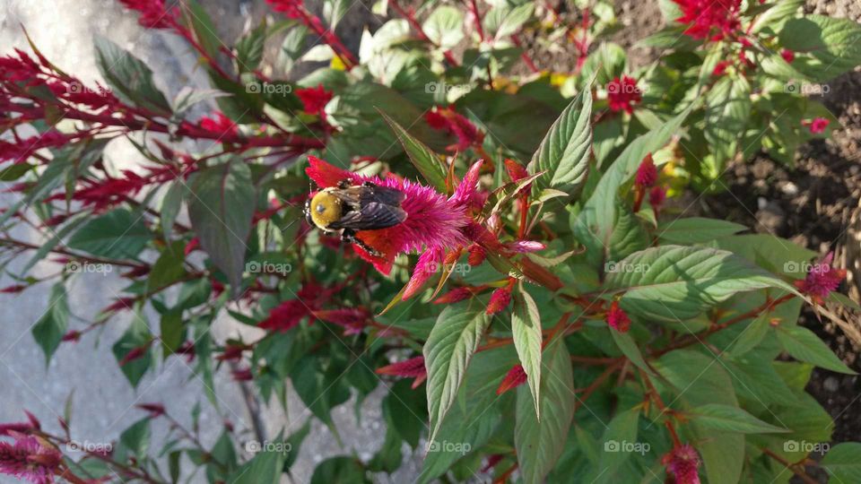 Nature, Leaf, Flower, Summer, Flora