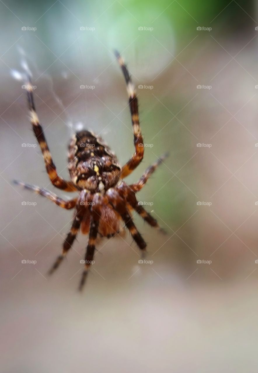 Spider on Web