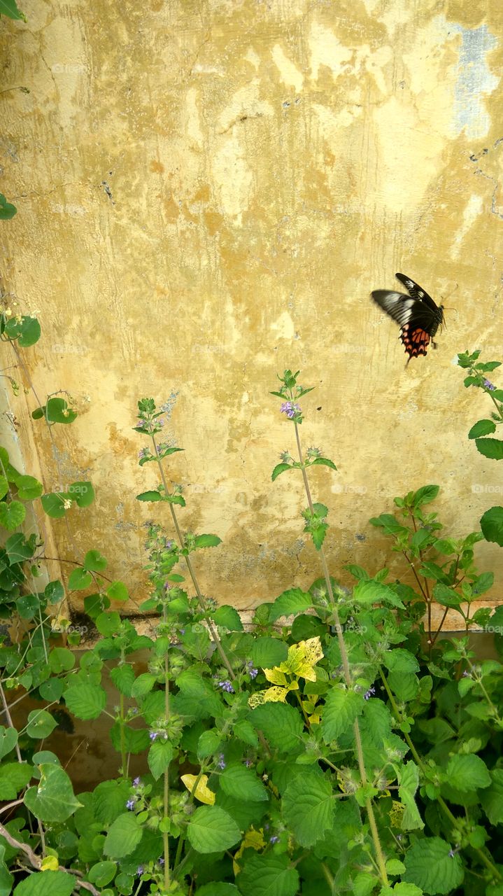 Black colour Butterfly searching little flowers for honey  its flying