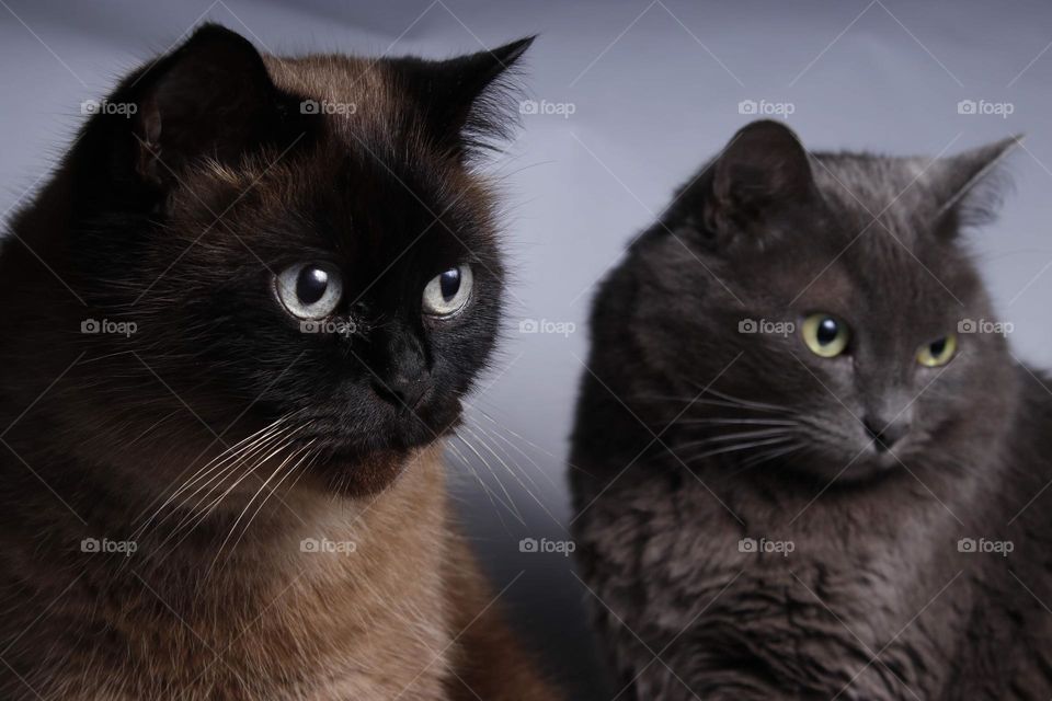 Two cute cats with a neutral background