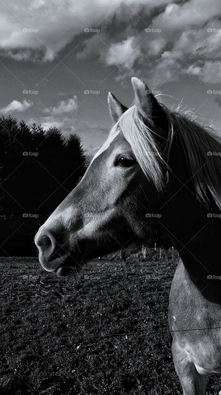 Black and White Photography of a horse