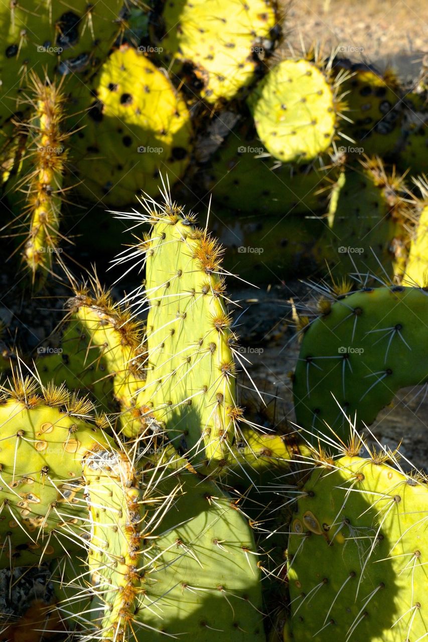 Prickly pear