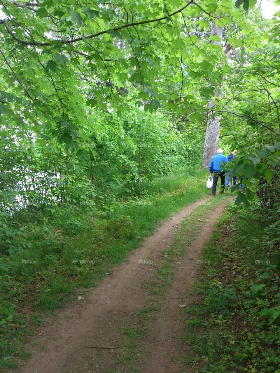 walking in the forest in summer