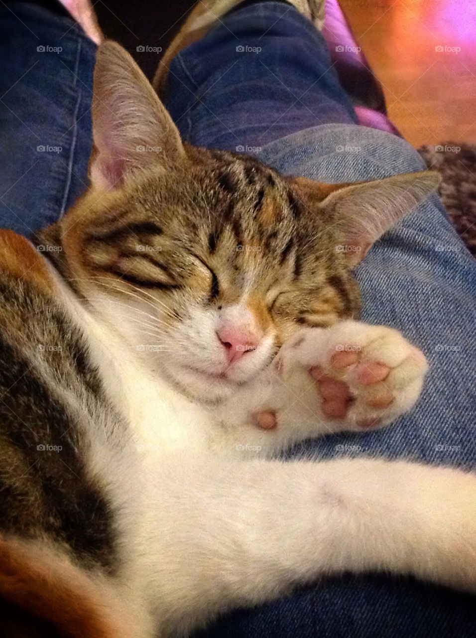 happy cat sleeping tiger by kaktee