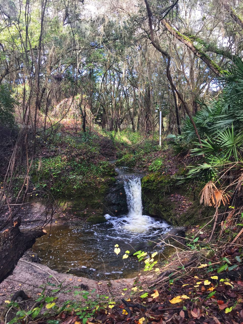 Small waterfall flowing into a natural pool of water in a subtropical wooded area