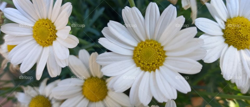 simplicity and beauty