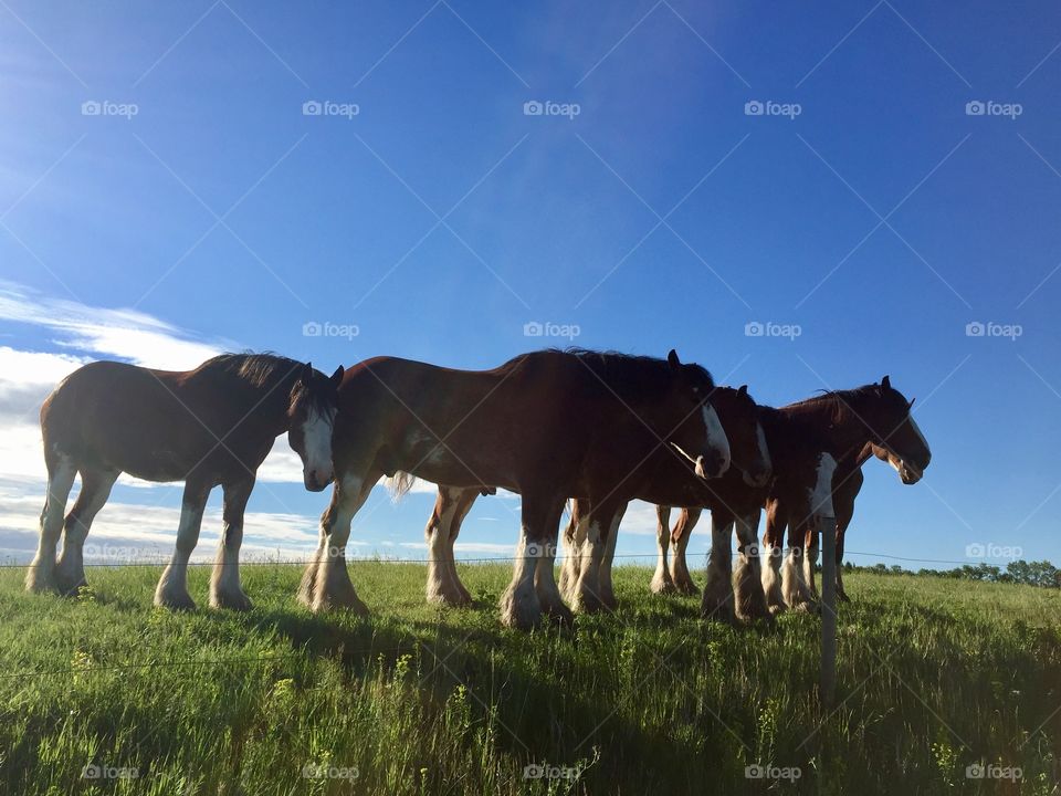 Magnificent horses 
