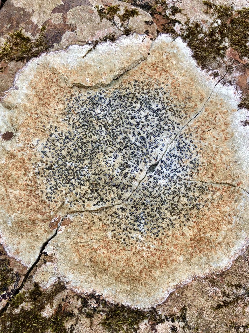 Unusual pattern on large rock in the forest 
