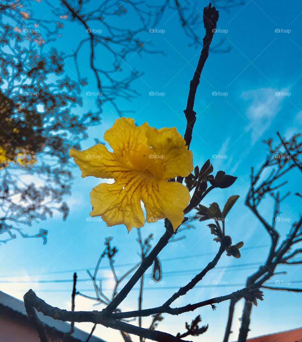 Ipê Amarelo - 🌼#Flores do nosso #jardim, para alegrar e embelezar nosso dia!
#Jardinagem é nosso #hobby. 
🌹
#flor #flowers #flower #pétalas #garden #natureza #nature #flora